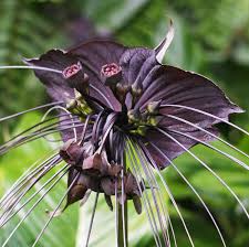 Image result for Tacca chantrieri