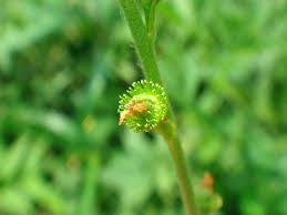 Attēlu rezultāti vaicājumam “Agrimonia pilosa bud”