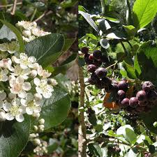 Attēlu rezultāti vaicājumam “Aronia melanocarpa fruit”