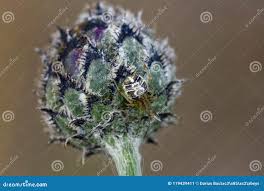 Attēlu rezultāti vaicājumam “Phylloneta cocoon”