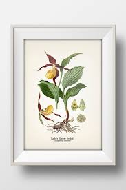 Attēlu rezultāti vaicājumam “Cypripedium calceolus leaf”