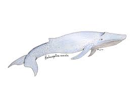 Image result for Balaenoptera musculus