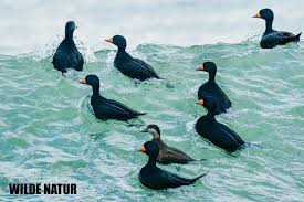 Attēlu rezultāti vaicājumam “Melanitta nigra male”