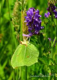 Attēlu rezultāti vaicājumam “Gonepteryx rhamni upperside”