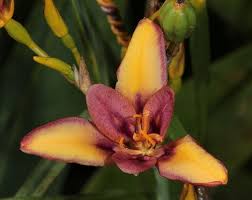 Image result for Pardancanda norrisii