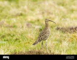 Attēlu rezultāti vaicājumam “Numenius arquata adult”