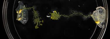 Attēlu rezultāti vaicājumam “Physarum murinum spores”