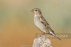 Image result for Passer hispaniolensis