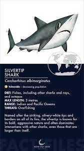Image result for Carcharhinus albimarginatus
