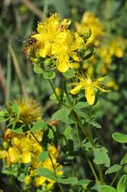 Attēlu rezultāti vaicājumam “Hypericum maculatum”