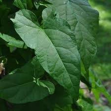 Attēlu rezultāti vaicājumam “Calystegia sepium leaf”