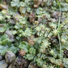 Image result for Marchantia polymorpha