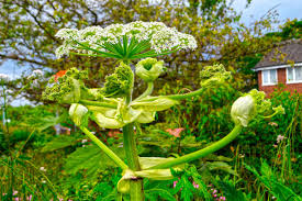 Attēlu rezultāti vaicājumam “Heracleum sosnowskyi fruit”