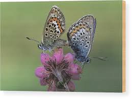 Attēlu rezultāti vaicājumam “Plebejus argus”