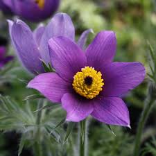 Image result for Kuhschelle