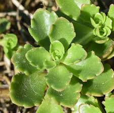 Attēlu rezultāti vaicājumam “Phedimus spurius leaf”