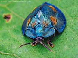 Attēlu rezultāti vaicājumam “Chrysomelidae”