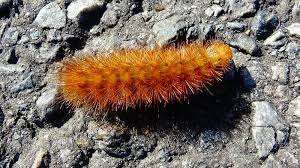 Attēlu rezultāti vaicājumam “Phragmatobia fuliginosa imago”