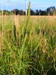 Attēlu rezultāti vaicājumam “Veronica longifolia fruit”