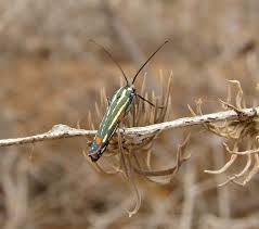 Attēlu rezultāti vaicājumam “Yponomeuta evonymella larva”
