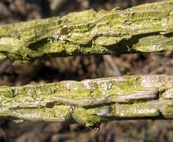Attēlu rezultāti vaicājumam “Ulmus minor f. suberosa”