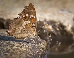 Attēlu rezultāti vaicājumam “Apatura ilia underside”