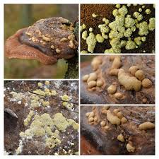 Attēlu rezultāti vaicājumam “Hypocrea pulvinata”