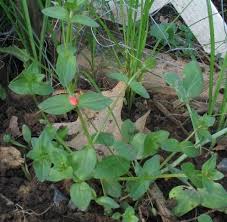 Attēlu rezultāti vaicājumam “Anagallis arvensis leaf”