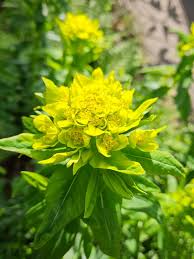 Attēlu rezultāti vaicājumam “Euphorbia palustris”