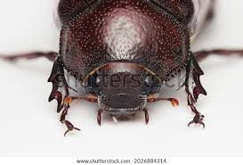 Attēlu rezultāti vaicājumam “Aphodius sp. imago”