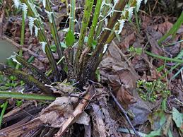 Attēlu rezultāti vaicājumam “Didymium nigripes stalked”