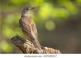 Attēlu rezultāti vaicājumam “Turdus viscivorus juvenile”