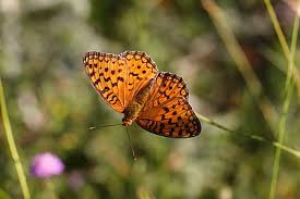 Attēlu rezultāti vaicājumam “Argynnis niobe underside”