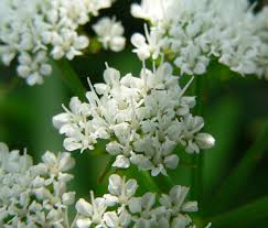 Attēlu rezultāti vaicājumam “Berula erecta leaf”