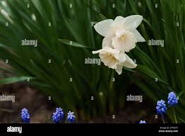 Attēlu rezultāti vaicājumam “Narcissus bud”