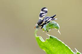 Attēlu rezultāti vaicājumam “Urophora cardui”