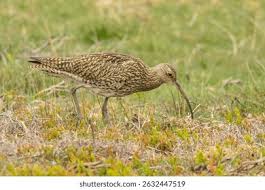 Attēlu rezultāti vaicājumam “Numenius arquata adult”