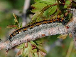 Attēlu rezultāti vaicājumam “Aporia crataegi male”