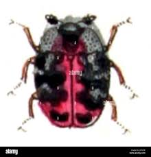 Attēlu rezultāti vaicājumam “Anthrenus sp. imago”