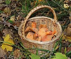 Attēlu rezultāti vaicājumam “Lactarius deterrimus”