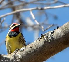 Image result for Sphyrapicus varius