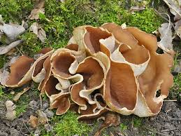 Attēlu rezultāti vaicājumam “Disciotis venosa”