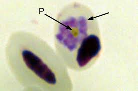 Attēlu rezultāti vaicājumam “Reticularia lobata plasmodium”