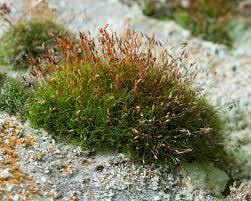 Attēlu rezultāti vaicājumam “Distichium capillaceum”