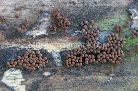 Attēlu rezultāti vaicājumam “Enerthenema papillatum spores”