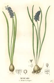 Attēlu rezultāti vaicājumam “Muscari botryoides”
