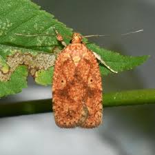 Attēlu rezultāti vaicājumam “Agonopterix ciliella imago”