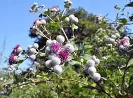 Attēlu rezultāti vaicājumam “Arctium nemorosum”