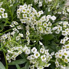 Image result for Alyssum diffusum