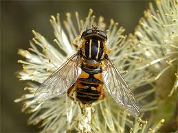 Attēlu rezultāti vaicājumam “Helophilus pendulus”
